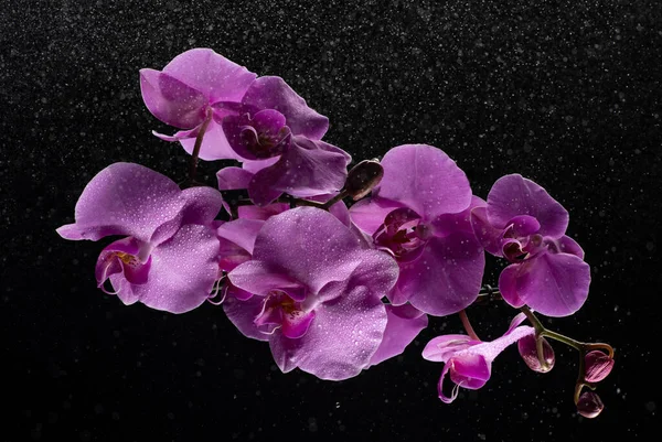 Fialové Orchidej Květiny Kapkami Vody Tmavém Pozadí Kouřem Částicemi — Stock fotografie