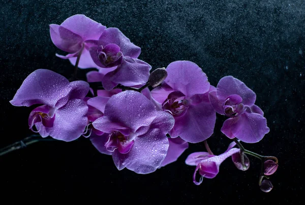 Fialové Orchidej Květiny Kapkami Vody Tmavém Pozadí Kouřem Částicemi — Stock fotografie