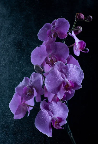 Purple Orchid Flowers Water Drops Dark Background Smoke Particles — Stock Photo, Image
