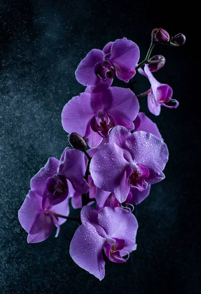 Lila Orkidé Blommor Med Vatten Droppar Mörk Bakgrund Med Rök — Stockfoto