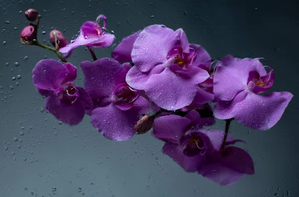 Abstract Photo Orchid Blind Glass — Stock Photo, Image