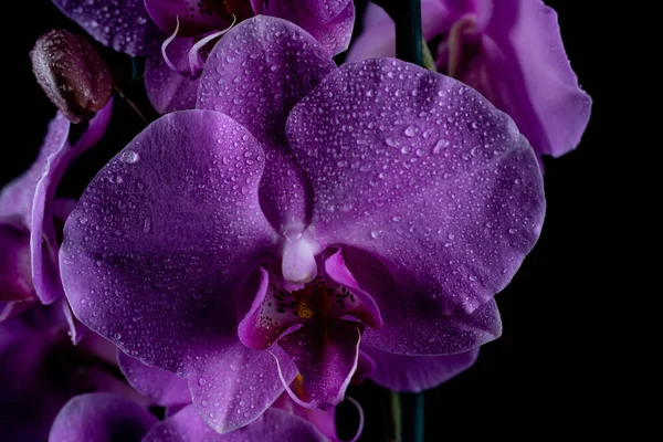 Purple Orchid Flowers Water Drops Dark Background Smoke Particles — Stock Photo, Image