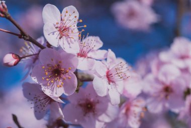 Bahar çiçekleri şeftali, kayısı ve diğer meyve ağaçları, doğal ışık ile ağaçtaki çiçeklerin Macro fotoğrafları
