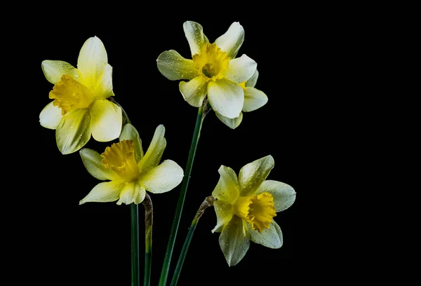 Narcissus Flowers Black Colored Backgrounds Water Drops Particles — Stock Photo, Image