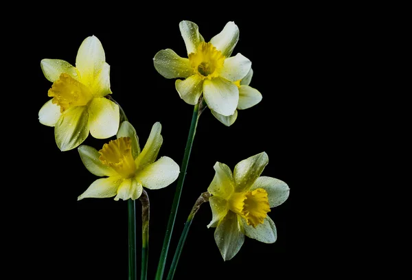 Narcis Květiny Černém Barevném Pozadí Kapkami Vody Částicemi — Stock fotografie