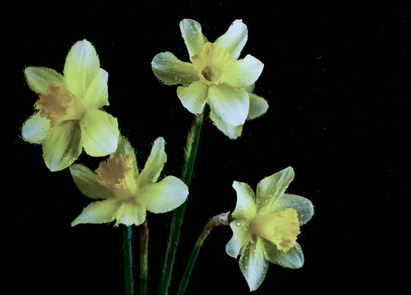 Narcis Květiny Černém Barevném Pozadí Kapkami Vody Částicemi — Stock fotografie