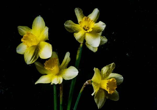 Narcis Květiny Černém Barevném Pozadí Kapkami Vody Částicemi — Stock fotografie