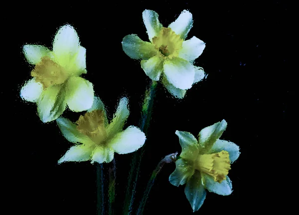 Narciso Flores Sobre Fondos Negros Colores Con Gotas Agua Partículas — Foto de Stock