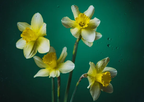 Narcis Květiny Černém Barevném Pozadí Kapkami Vody Částicemi — Stock fotografie