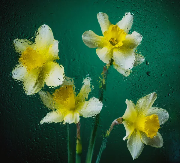 水滴や粒子と黒と色の背景に花を咲かせます — ストック写真