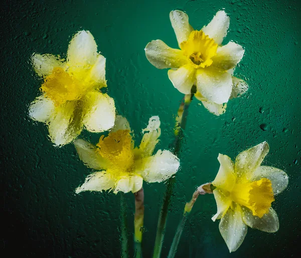 Narciso Flores Sobre Fondos Negros Colores Con Gotas Agua Partículas — Foto de Stock