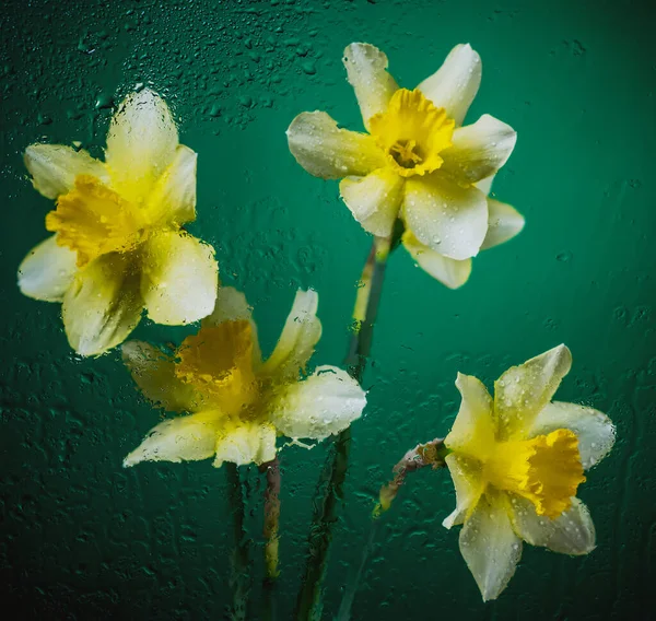 Narcis Květiny Černém Barevném Pozadí Kapkami Vody Částicemi — Stock fotografie