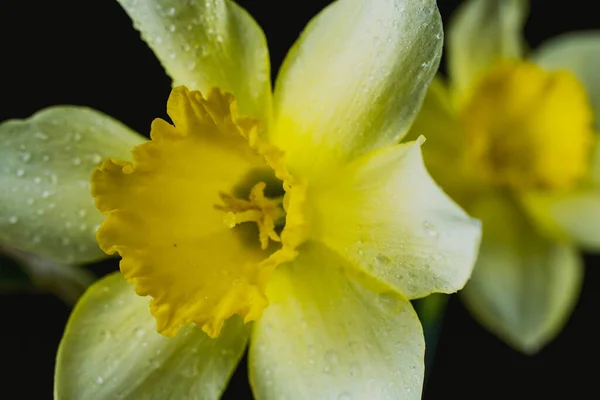 Siyah Renkli Arka Planda Damlaları Parçacıkları Olan Narsis Çiçekleri — Stok fotoğraf