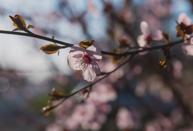Bahar çiçekleri şeftali, kayısı ve diğer meyve ağaçları, doğal ışık ile ağaçtaki çiçeklerin Macro fotoğrafları