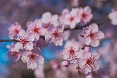 Bahar çiçekleri şeftali, kayısı ve diğer meyve ağaçları, doğal ışık ile ağaçtaki çiçeklerin Macro fotoğrafları