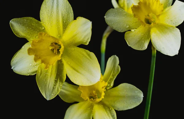 Narcissus Flowers Black Colored Backgrounds Water Drops Particles — Stock Photo, Image