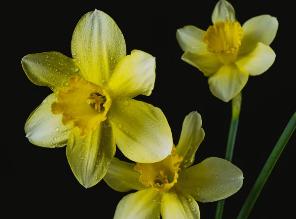 Narciso Flores Sobre Fondos Negros Colores Con Gotas Agua Partículas — Foto de Stock