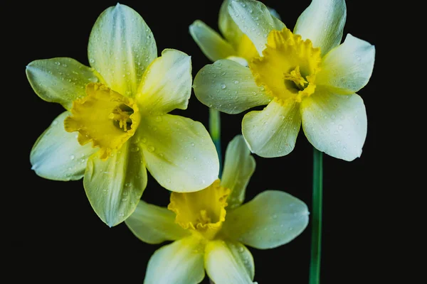 Narciso Flores Sobre Fondos Negros Colores Con Gotas Agua Partículas — Foto de Stock