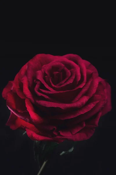 Большие Цветы Пены Бумаги Темном Фоне Розы Пионы Ручной Работы — стоковое фото