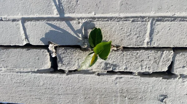 Parede Tijolo Que Destaca Uma Planta Que Nasceu Ambiente Que — Fotografia de Stock