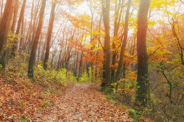 Sunlit autumn forest in Hungary in Bakony mountains — Stock Photo, Image