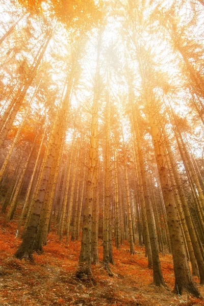 Beautiful golden forest with sunlight