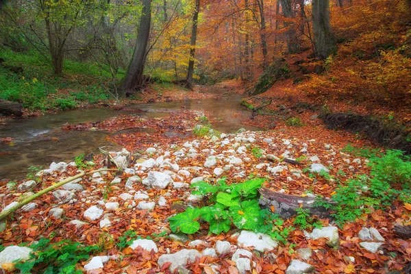 Bosque profundo con pequeño río poco profundo — Foto de Stock