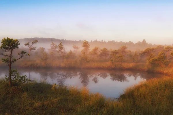 Vacker soluppgång i skogen intill en liten damm — Stockfoto