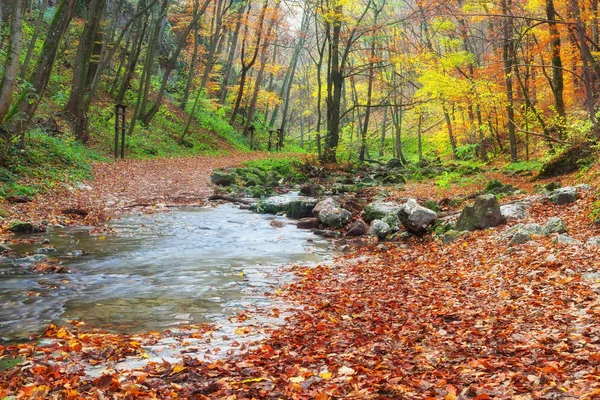 Beautiful small creek running through forest — Stock Photo, Image