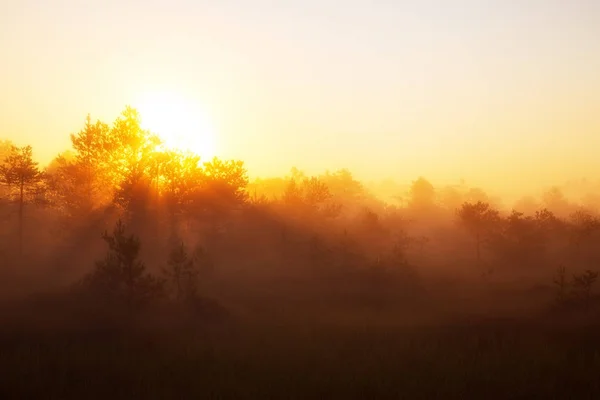 Splendida alba dorata nel bosco Foto Stock