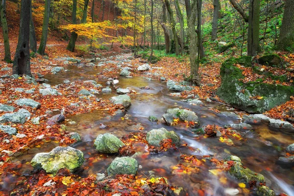 Flacher Fluss im Backsteinwald im Herbst Stockbild
