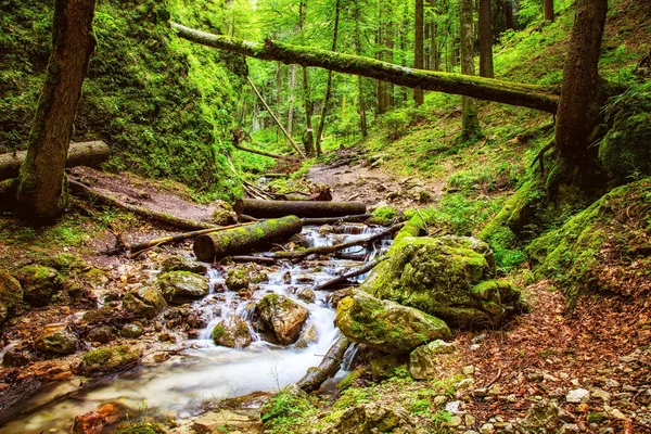 Wunderschöner tiefgrüner Wald mit einem Fluss, der durch lizenzfreie Stockbilder