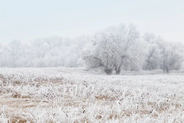 Paysage hivernal avec arbres gelés — Photo