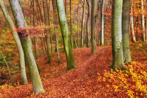 Beautiful autumn forest in Hungary — Stock Photo, Image