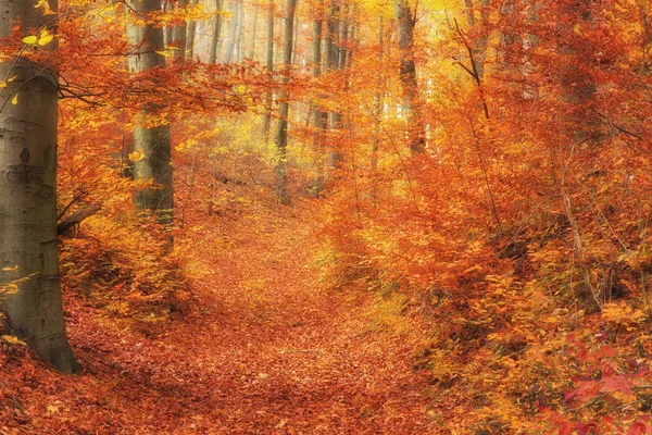 Scenic autumnal forest in Hungary — Stock Photo, Image