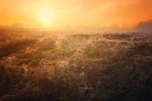 Uncultivated field at sunrise — Stock Photo, Image