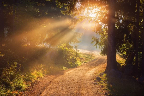 Solstrålarna som skiner igenom träden belysning upp skogsstigen — Stockfoto