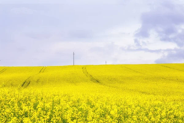 Large Yellow Rapeseed Field Cloudy Skyscape — Stock Photo, Image