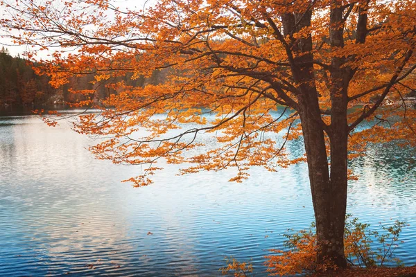 Beautiful Golden Tree Standing Lake Shore — Stock Photo, Image