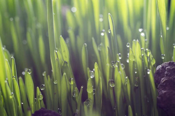 Sprouts Wheat Break Soil — Stock Photo, Image