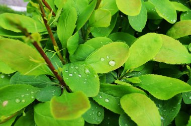 Çiyli yeşil arkaplan yaprakları