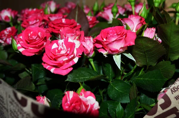 Букет Розовые Розы Фон — стоковое фото