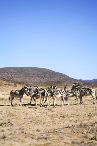 Зебры Солнечном Заповеднике Sanbona Cape Town South Africa — стоковое фото