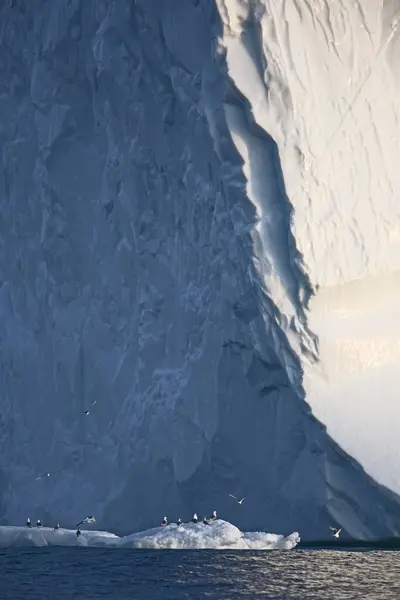 Aves Por Debajo Del Iceberg Groenlandia —  Fotos de Stock