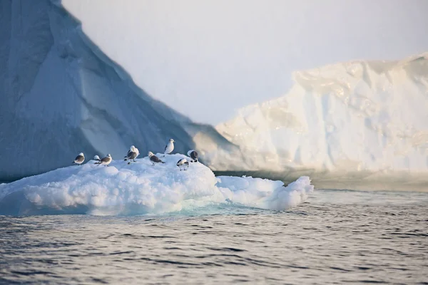 正在融化的极地冰上的鸟类 — 图库照片