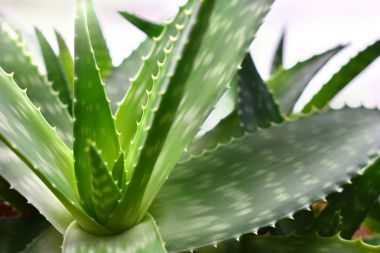 aloe vera bitkisi