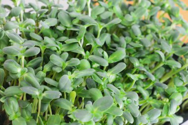 Yeşil ayçiçeği lahanası - sağlıklı beslenme, closeup için kavram