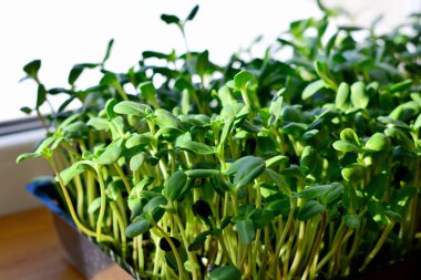 Yeşil ayçiçeği lahanası - sağlıklı beslenme, closeup için kavram