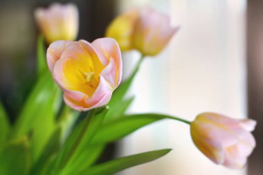 Lale çiçek buketi anne ve babalar günü için