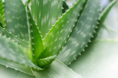 aloe vera bitkisi